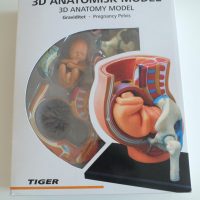 Maqueta Tiger