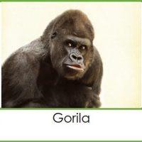 gorila-tarjeta